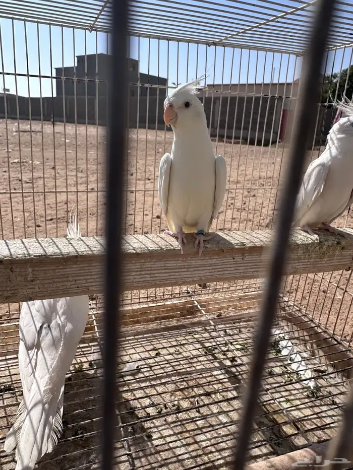 زوج كروان البينو 2