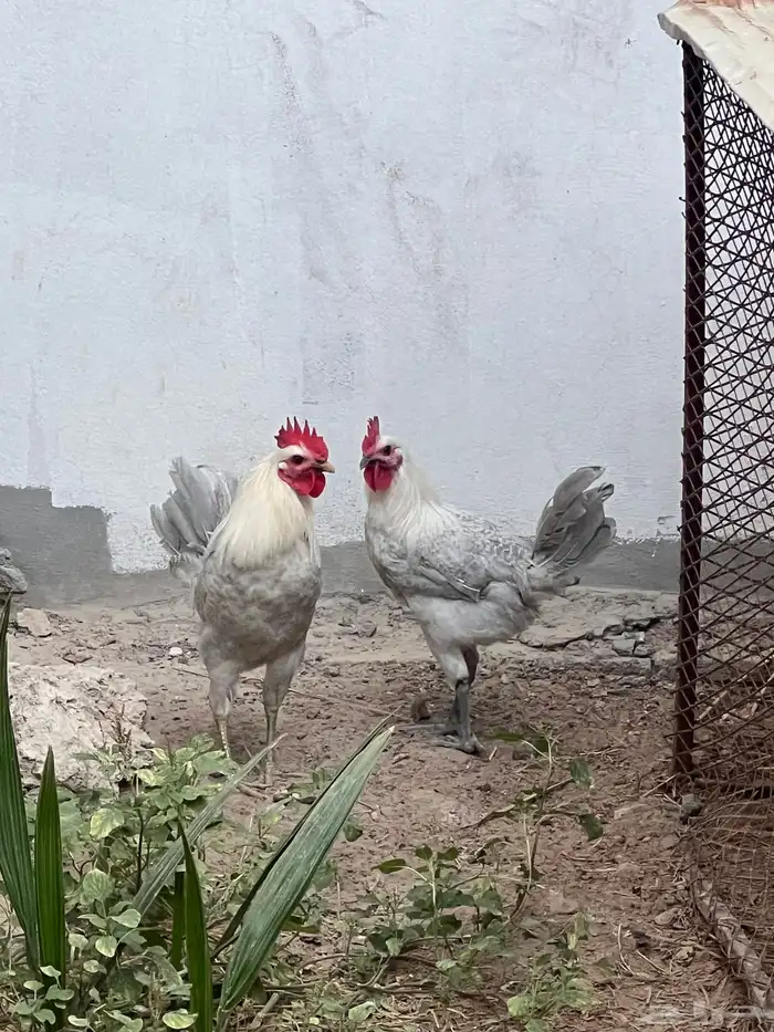 ادياك ذكور للبيع 2