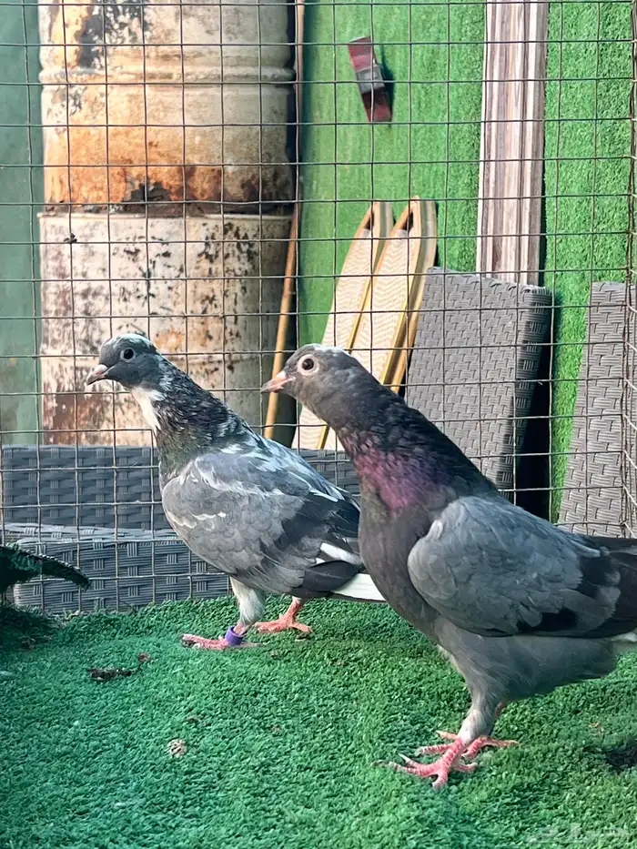 حمام قطايف طبات 14