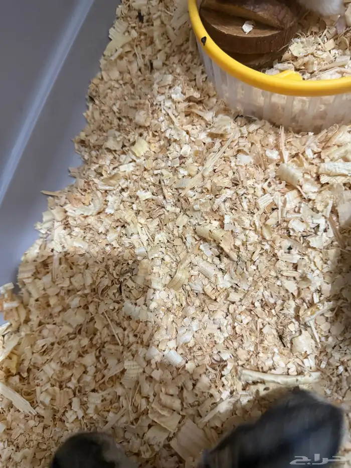 هامستر ب 15 ريال فقط 18