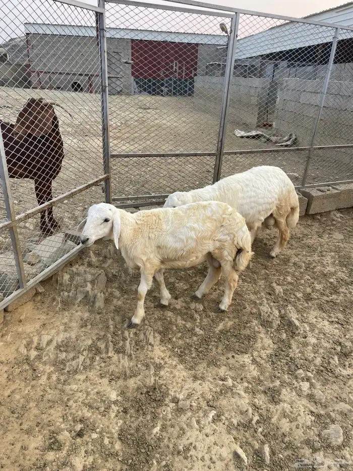 اعرض الكم خرفان ذبايح 1