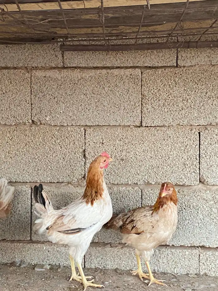 دجاج بلدي فاخر 3