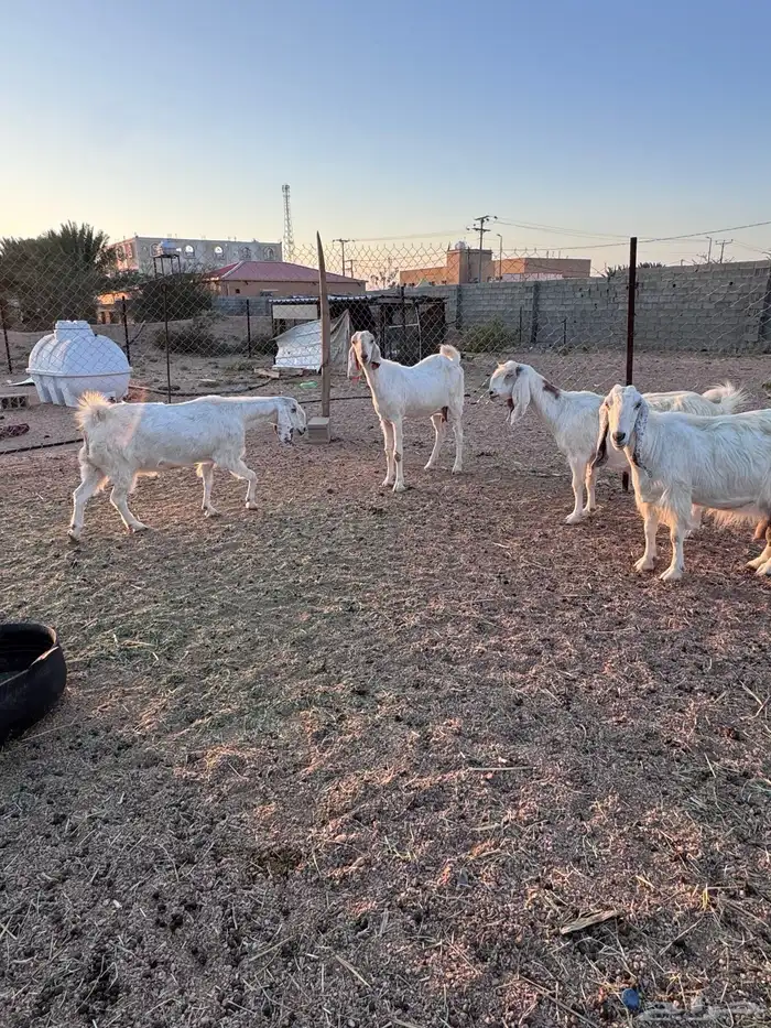 معزا مصريات جم دفيع وحليب 6