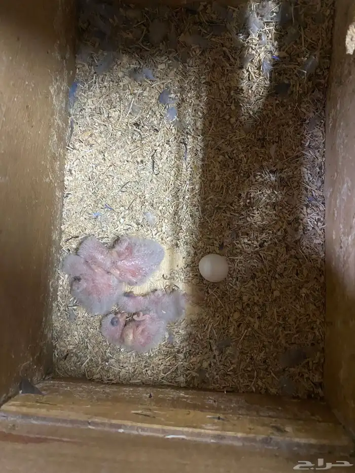 للبيع جوز روز منتج 2