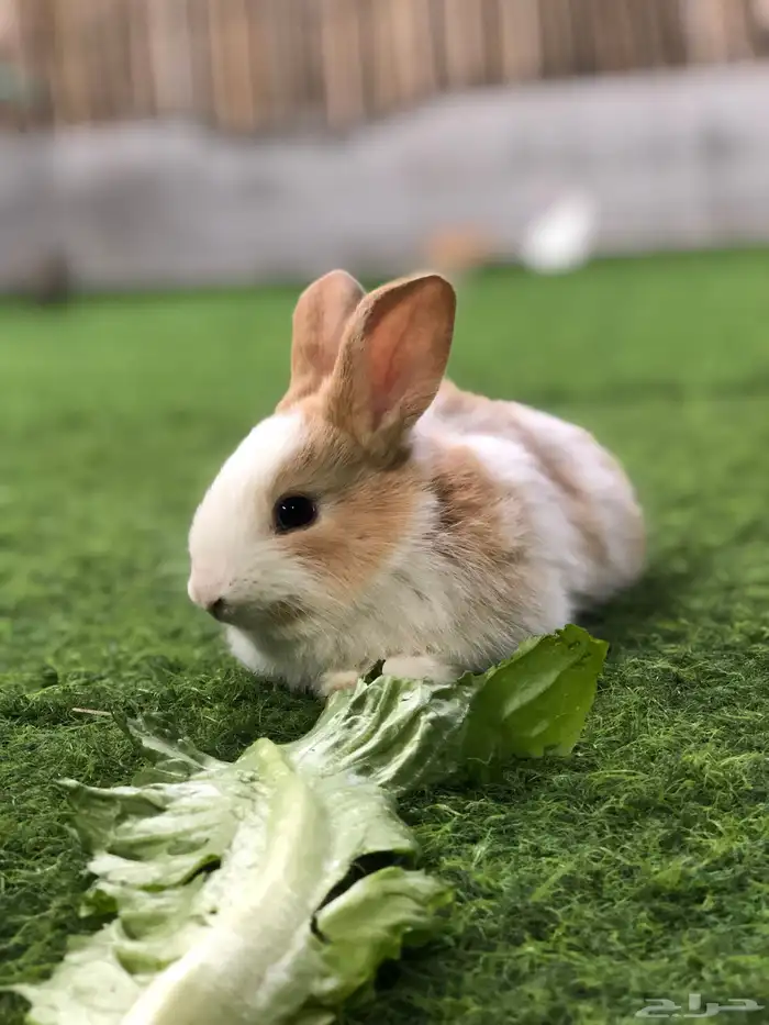 ارانب صغار 8