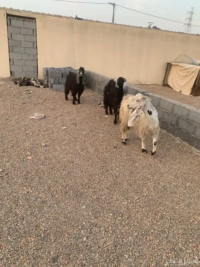 معزا مولده 0