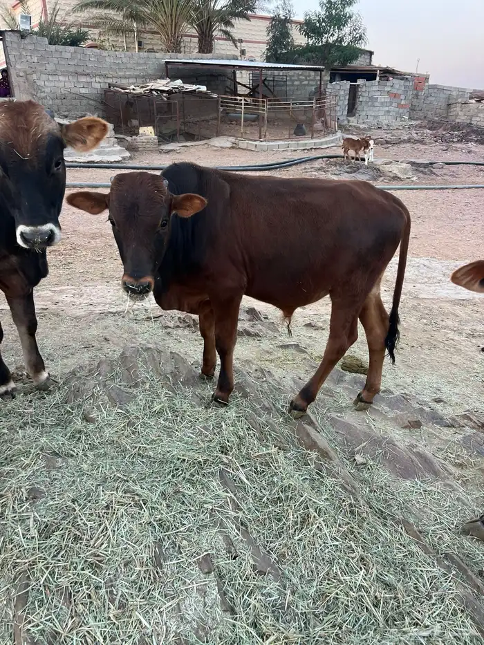 حسلان بلدي 7