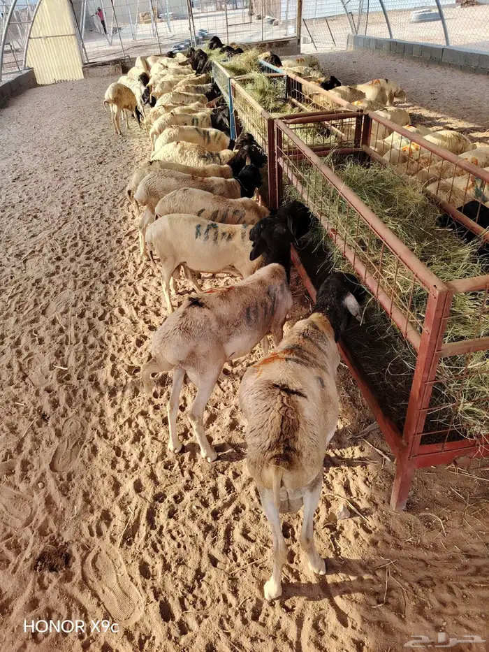 برابر صومالية ممتازة جملة وتفريد 2