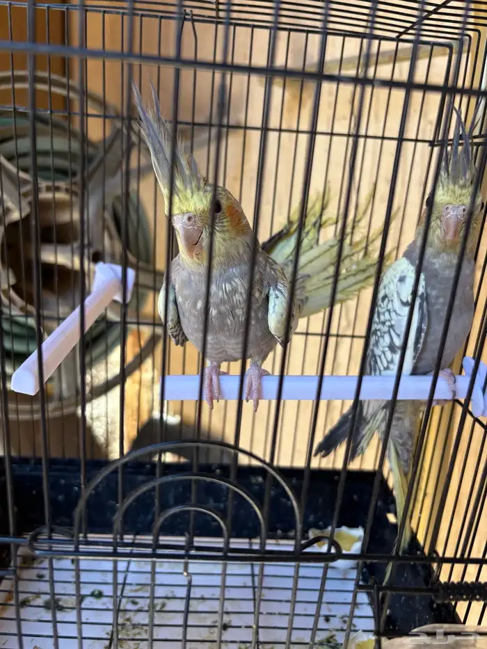 زوج كروان في مرحلة الانتاج 2