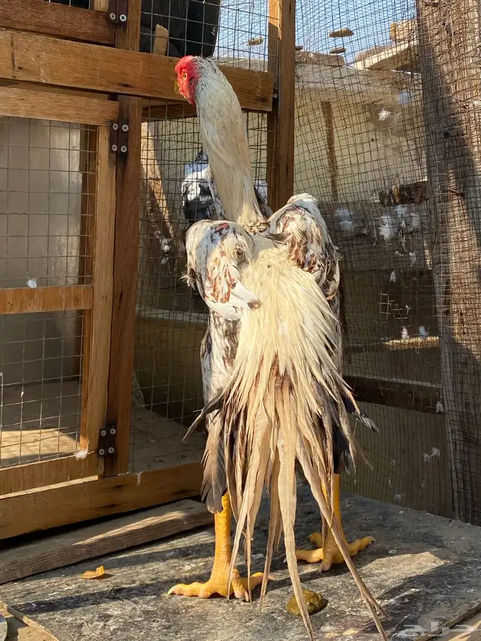 اذناب الهند جوز الأجداد مستورد 3