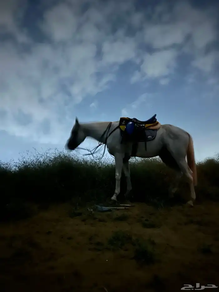 حصان شعبي قفز 1