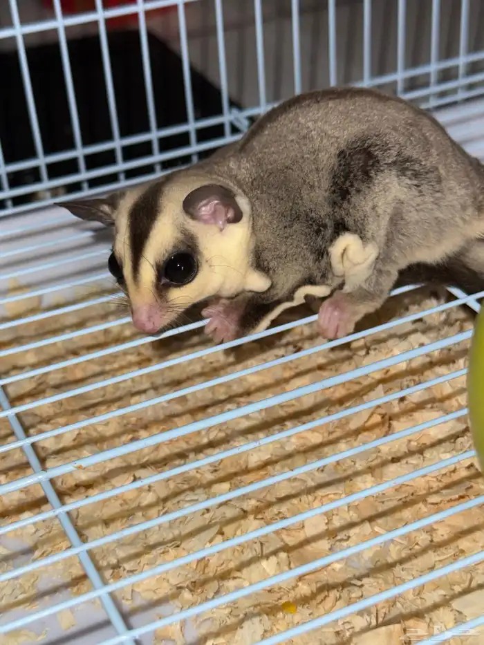 السنجاب الطائر (ذكر) مع ملحقاتة 3