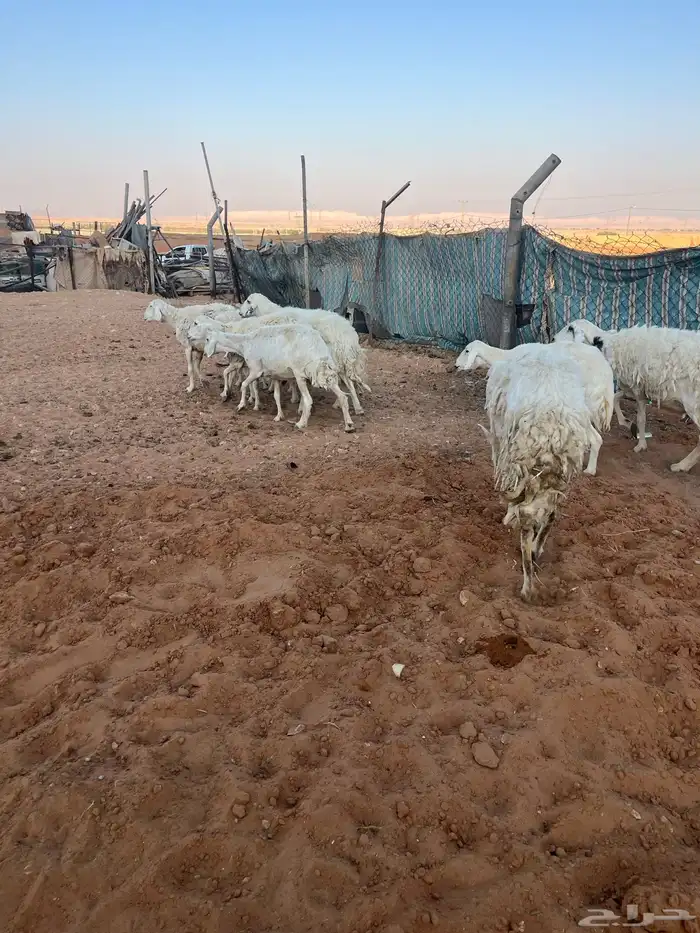 للبيع شياه حريات 1