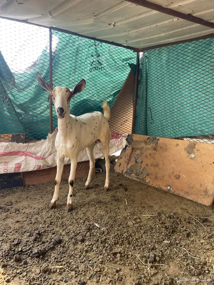 السلام عليكم 1