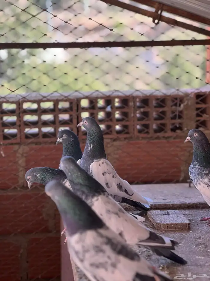 حمام بكستاني قولدن 7