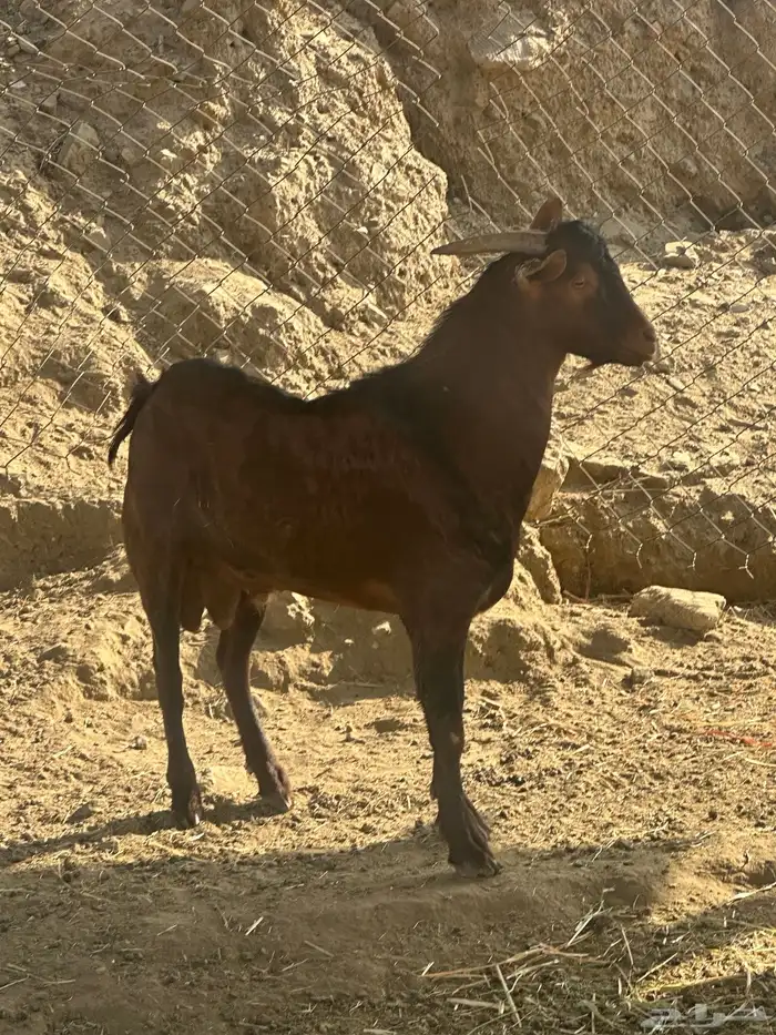 تيس فحل للبيع 0