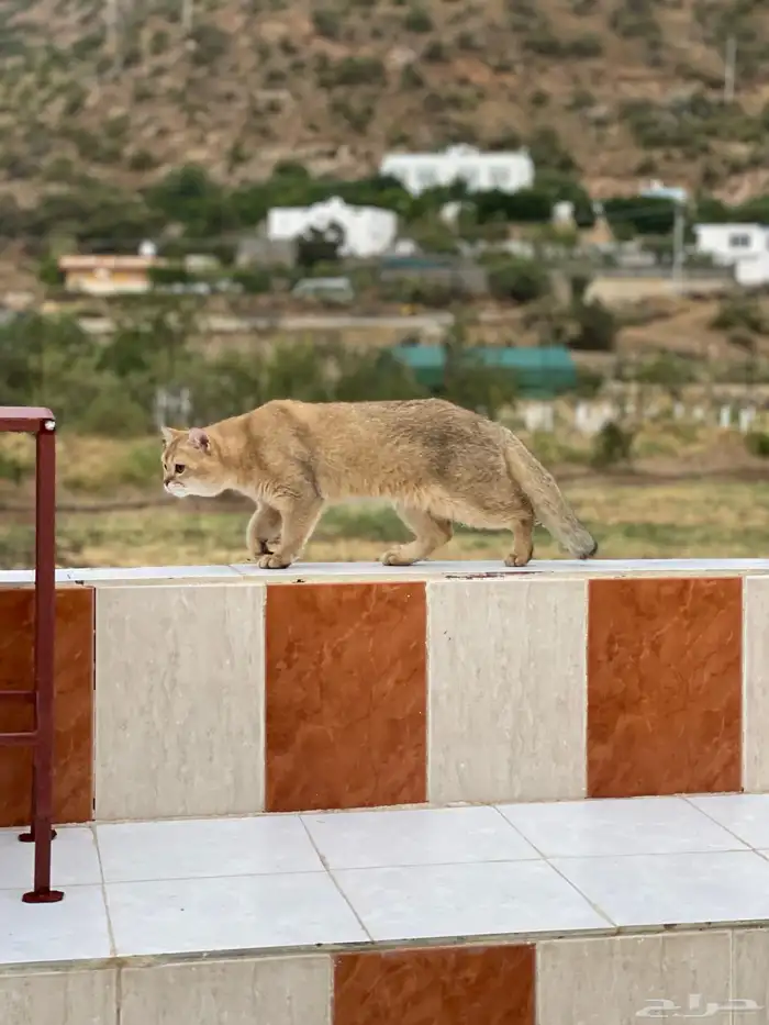 ذكر سكوتش استريت 1