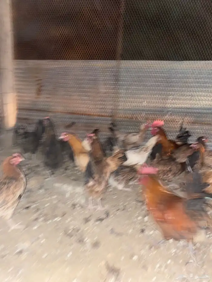 دجاج بلدي فري الوان حمر فواتح بياض شرط 9