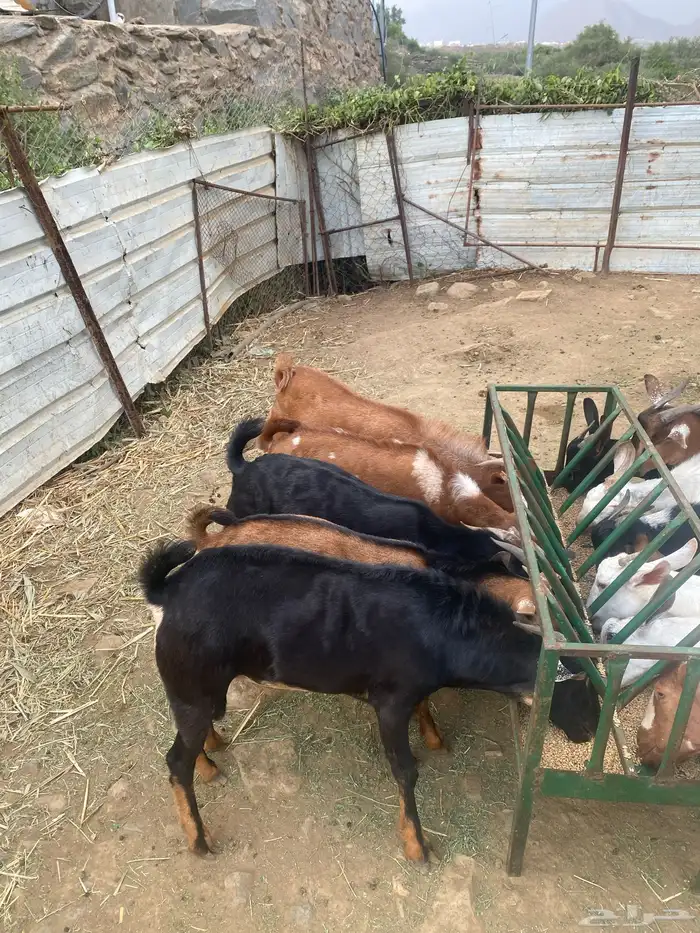 تيوس للبيع 0