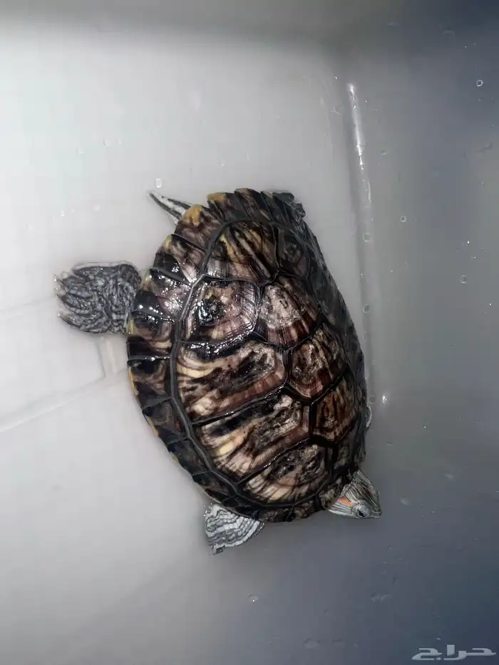 سلحفاه مائبه 3