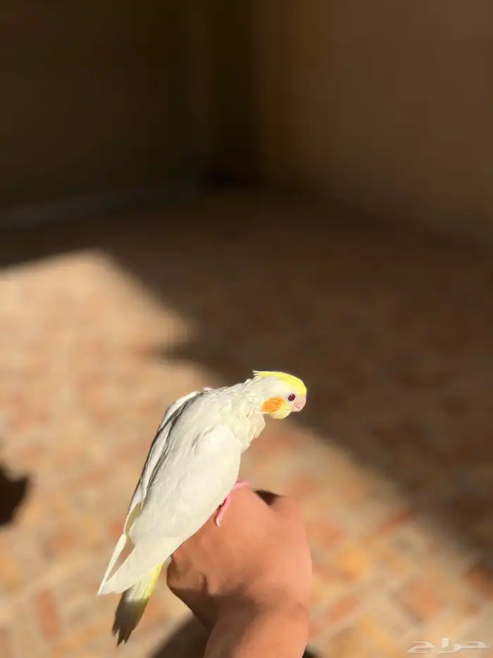 طير كروان مفقود في بوسحبل- النزهه 0