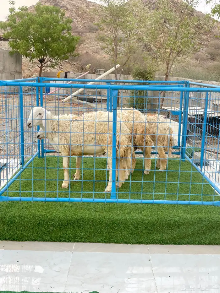 طليان للبيع 4