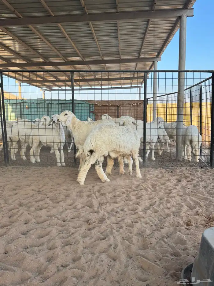 خرفان حري جبر 4