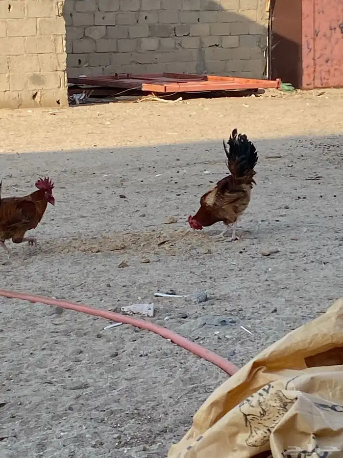 للبيع ديكين 5