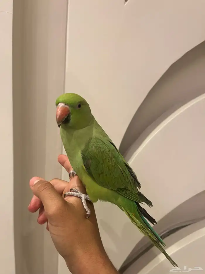 فرخ دره اليف 0