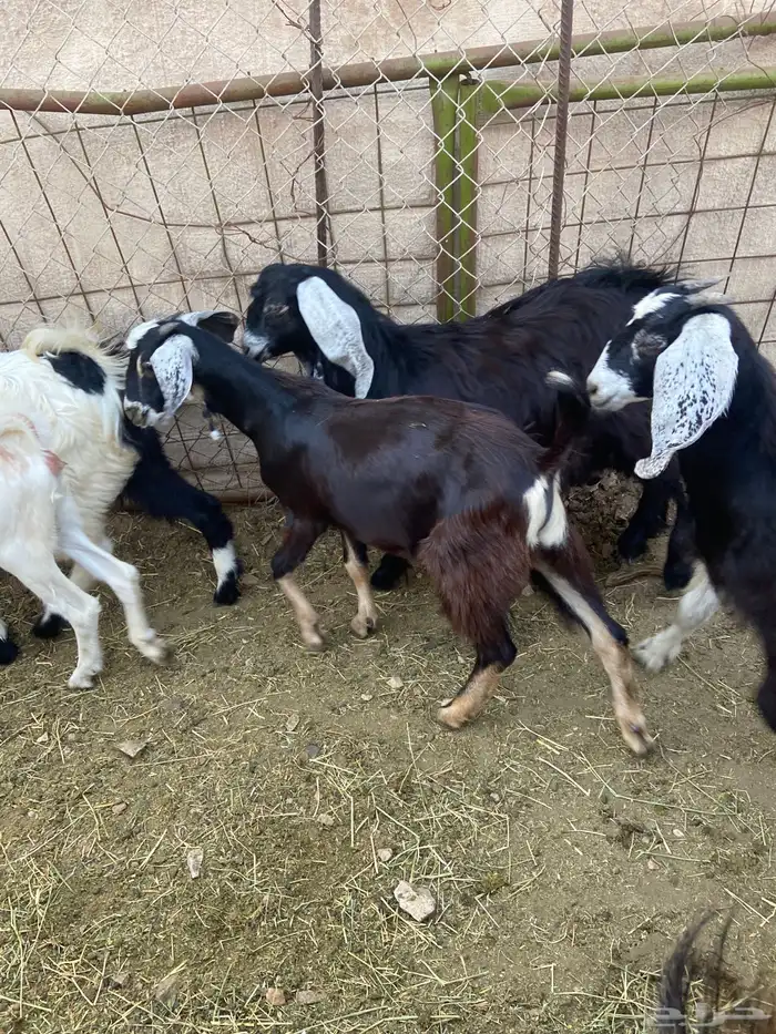 رخال 2 و 3تيوس و 3 جفار 2