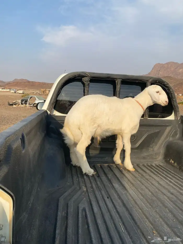 خروف ذبيحه 2