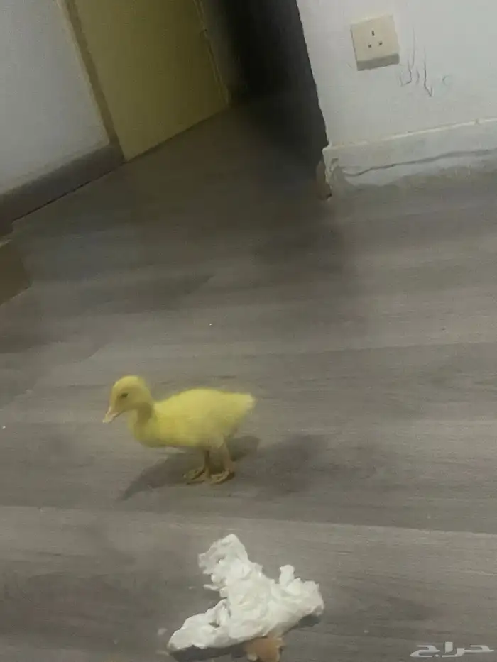 بط صغير مع القفص 50 ريال 0