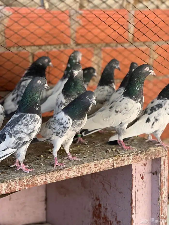 حمام بكستاني قولدن 0