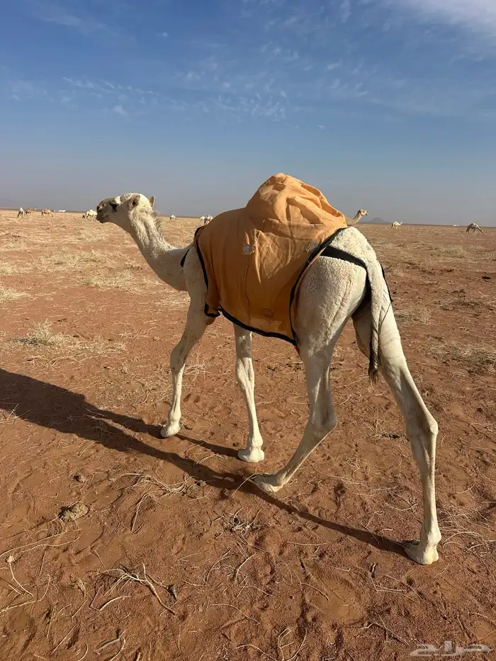 حاشى. له 7 شهور يرضع حليب. وياكل شعير وبرسيم 3