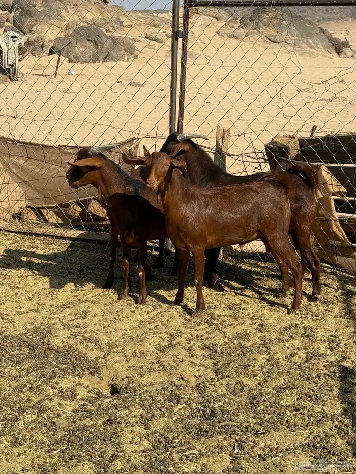 تيوس كفو فل شحم 2