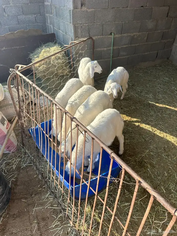 رخال حريات 0