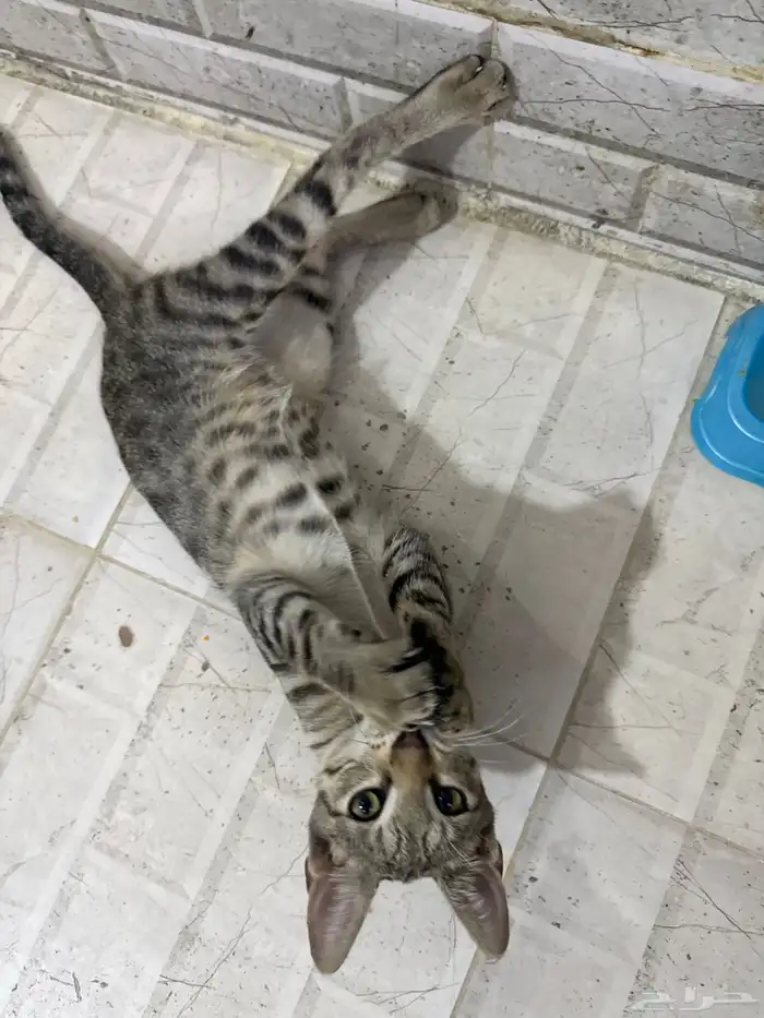 قطط للتبني 14