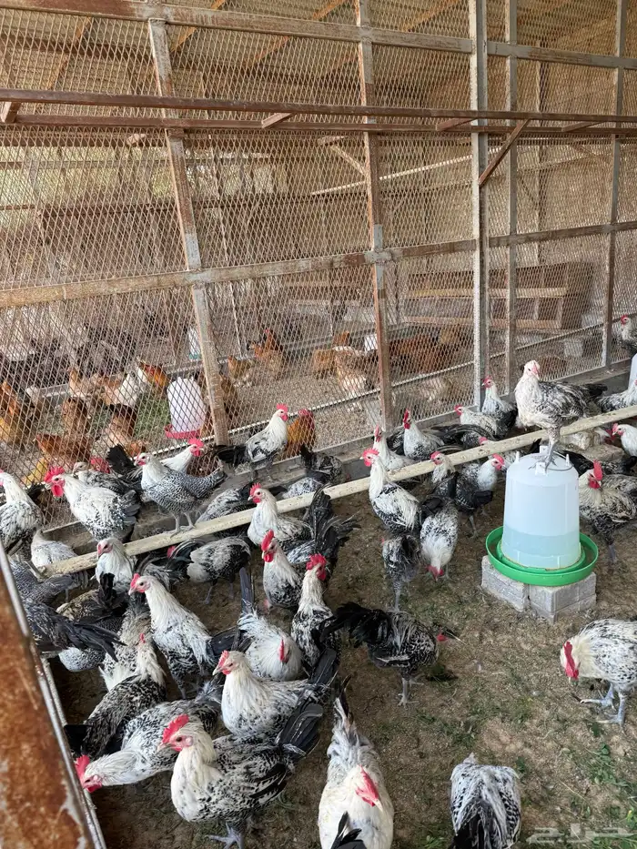 دياكة و دجاج نوع في ومي للبيع 0