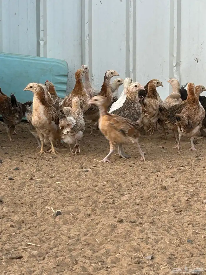 فروخ بلدي عمر شهر وا ونص 0