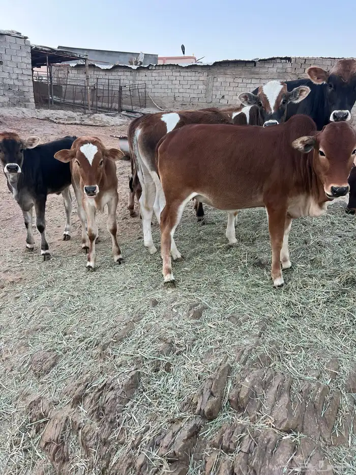 حسلان بلدي 4