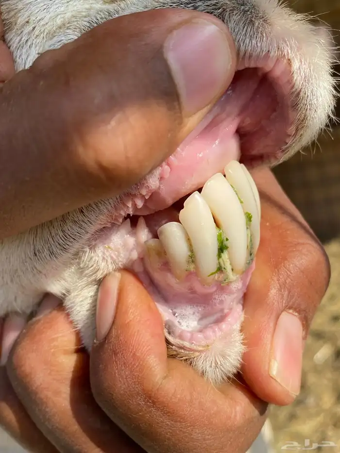 نعاج رفديات صنف مضاريع فحص سونار 18