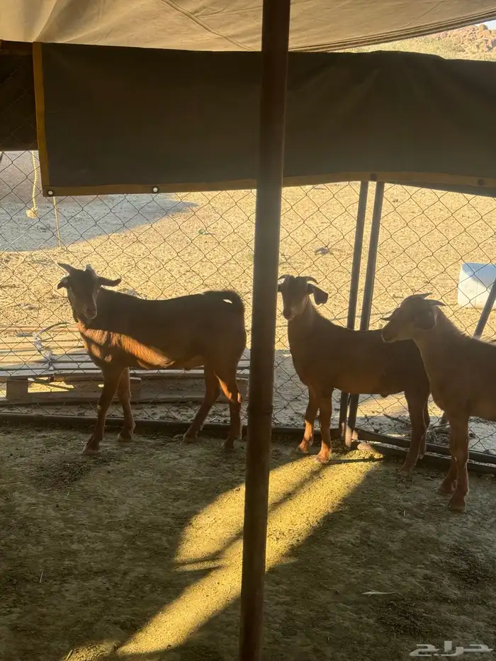 تيوس سمان ونضاف 5