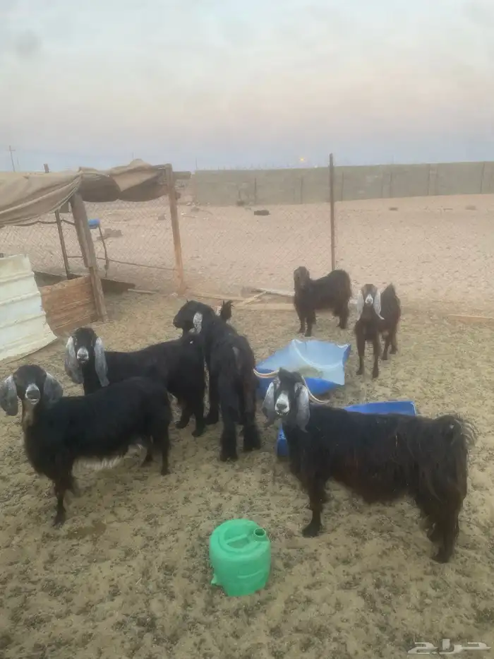 معزا للبيع 0