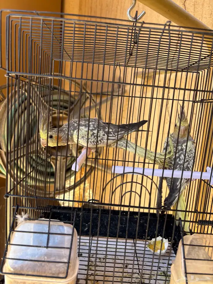 زوج كروان في مرحلة الانتاج 1