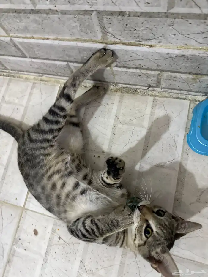 قطط للتبني 15