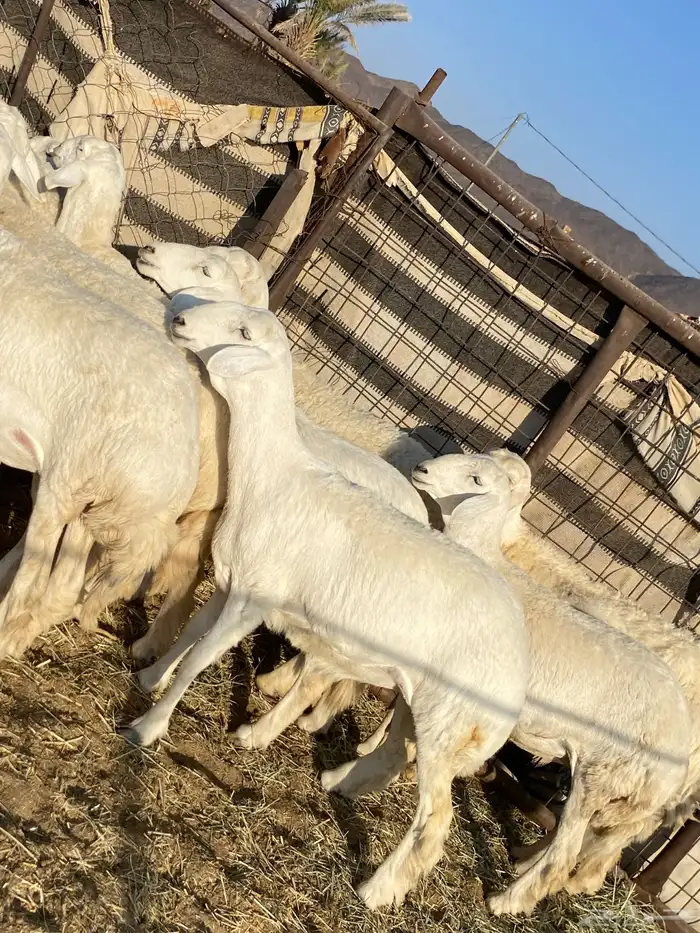 جذعات دفيع صنف الصنف 7