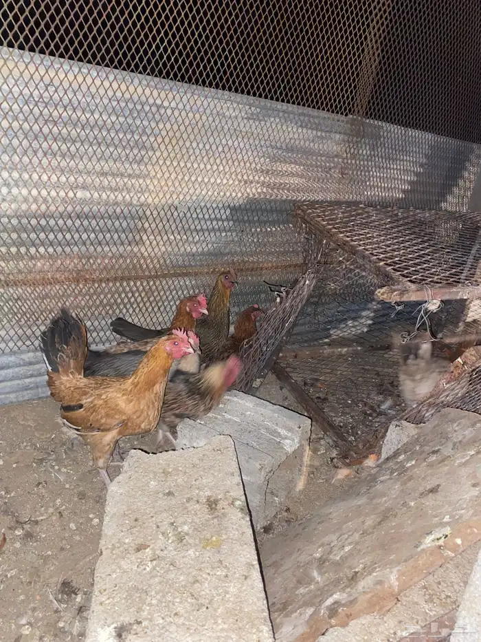 دجاج بلدي فري الوان حمر فواتح بياض شرط 12