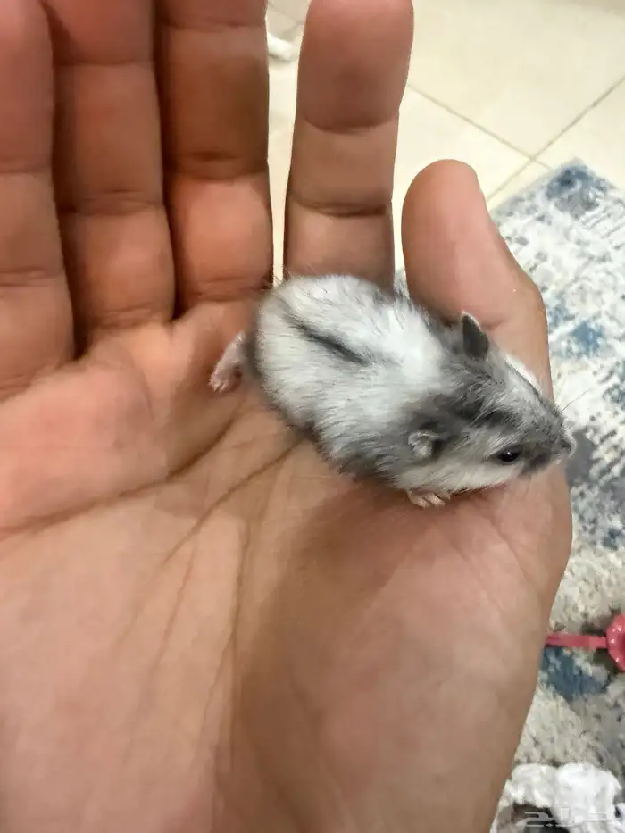 هامستر ب 15 ريال فقط 1