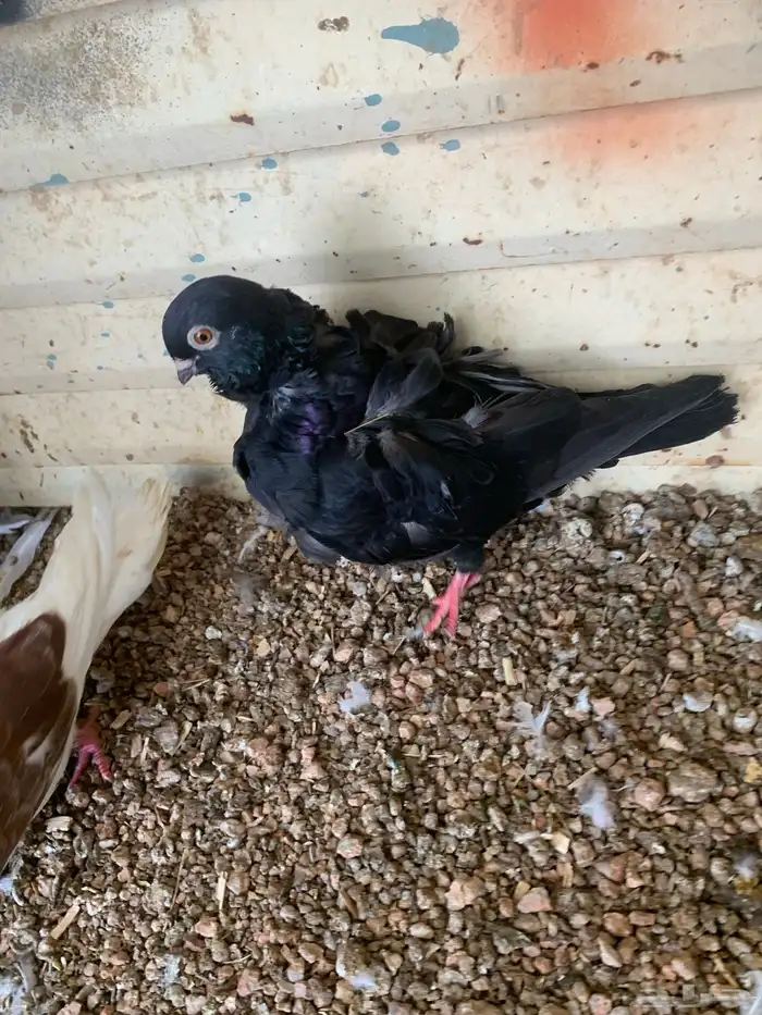 فردة حمام كشكش 1