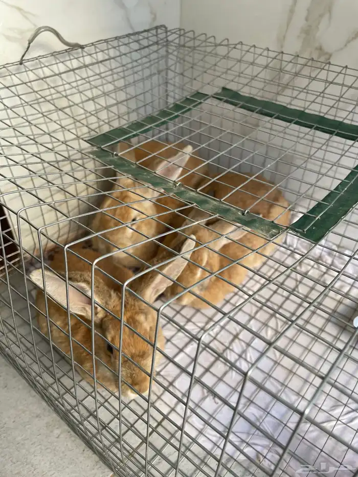 ارانب للبيع 0